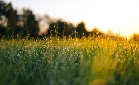 Rosée sur la pelouse au coucher du soleil