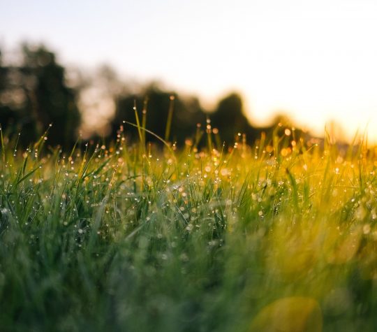 Dewy grass at sunset