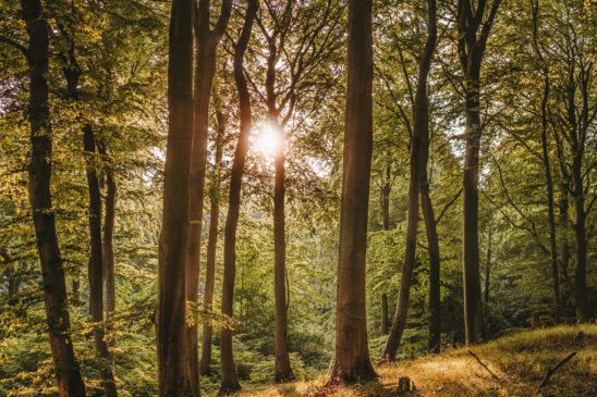 Des arbres dans une forêt où le soleil perce à travers les branches